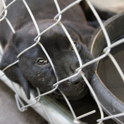 sad puppies in a shelter, waiting for rescue