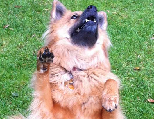 A dog giving a high-five!