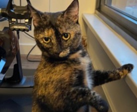 Callie Success Story
