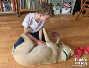 kids and dogs