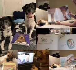 Lucky Storytime