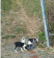 Menchie with his siblings in Puerto Rico