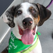 guide to visually impaired dog