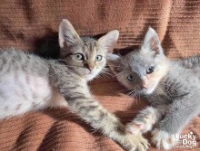 cat introductions