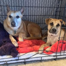 Adopting A Rescue Pup? Here’s How 15 Dog Experts Recommend Introducing A New Dog To Your Home