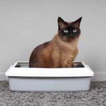 feline elimination